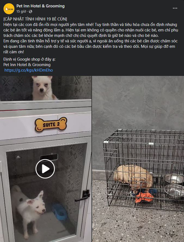 Một cơ sở chăm sóc và làm đẹp thú cưng ở TP Thủ Đức đang hỗ trợ 19 chú cún của chị N.P. (Ảnh chụp màn hình)