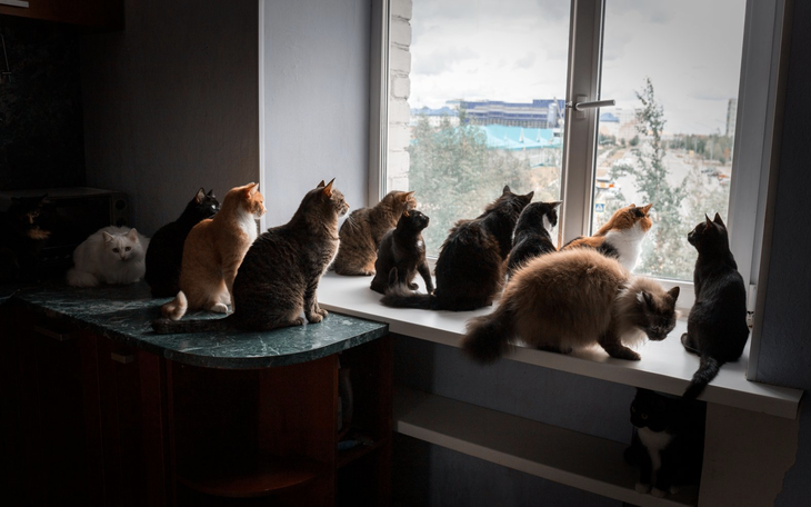 Bị kết án tù vì nuôi 159 con mèo và 7 con chó trong căn hộ 80m²