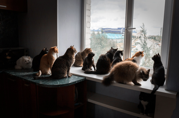 Đàn mèo của chủ hộ lên đến 159 con ở thời điểm cảnh sát khám xét căn nhà. 