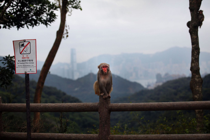 Một con khỉ ở khu công viên Kam Shan - Ảnh: Getty