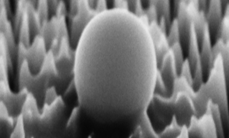 Một vi rút trên bề mặt vật liệu có gai nano của RMIT khi được phóng to 65.000 lần - Ảnh: RMIT
