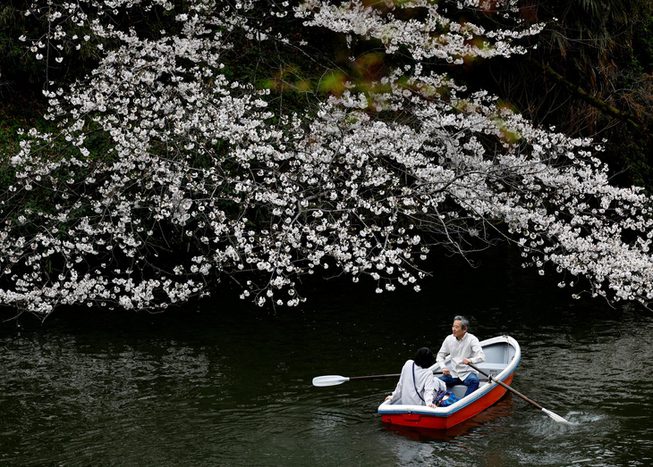 Du khách chèo thuyền cạnh cây hoa anh đào nở bung tuyệt đẹp tại công viên Chidorigafuchi ở thủ đô Tokyo (Nhật Bản) ngày 4-4 - Ảnh: REUTERS