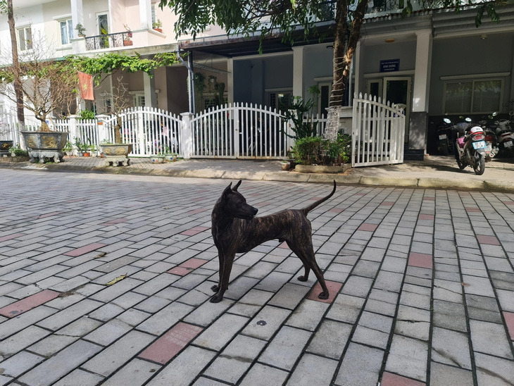 Cả xóm đều công nhận con chó Phú Quốc này xứng đáng ở lại xóm nhất vì nó thân thiện với tất cả mọi người. Nhưng tôi vẫn quyết định đưa nó đi nơi khác, bởi mình phải có trách nhiệm với cộng đồng - Ảnh: AN DU