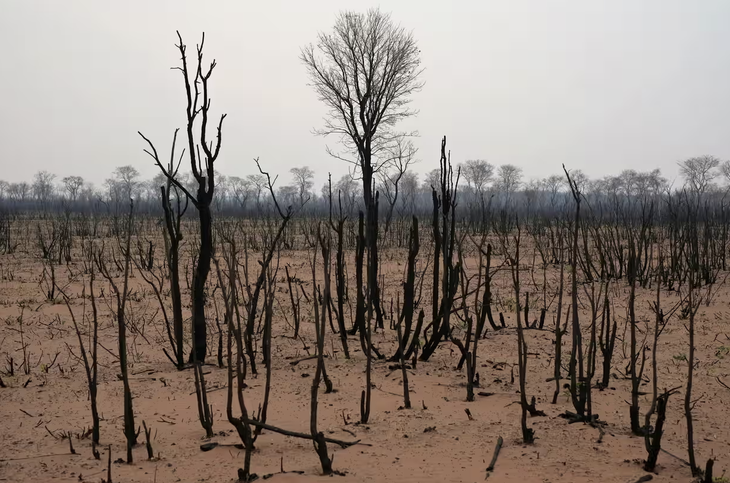 Một phần rừng bị đốt cháy ở khu bảo tồn Ñembi Guasu tại Charagua, Bolivia - Ảnh: REUTERS