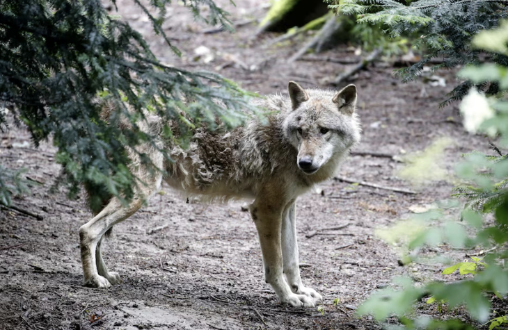 Một con sói tại công viên động vật hoang dã Langenberg ở Langnau am Albis, Thụy Sĩ ngày 9-6-2020 - Ảnh: REUTERS