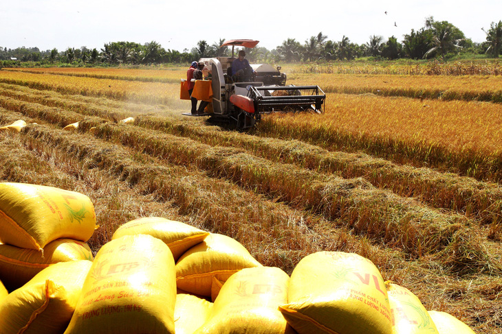 Thu hoạch lúa ST25 tại huyện Hồng Dân, tỉnh Bạc Liêu - Ảnh: CHÍ QUỐC