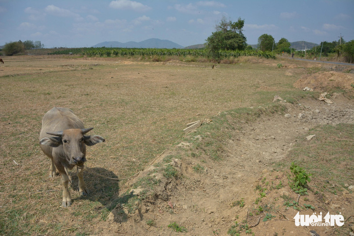 Nhiều đồng ruộng ở xã Hàm Cần đang bỏ hoang vì không có nước 