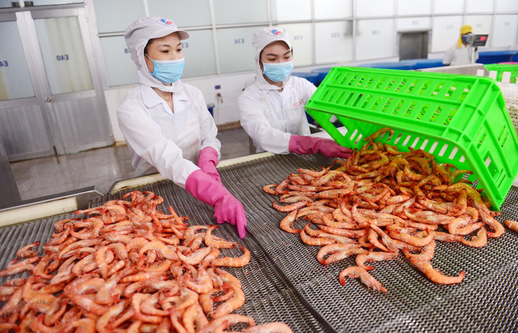 Chế biến tôm xuất khẩu tại Công ty cổ phần Kinh doanh thủy hải sản Sài Gòn - Ảnh: QUANG ĐỊNH