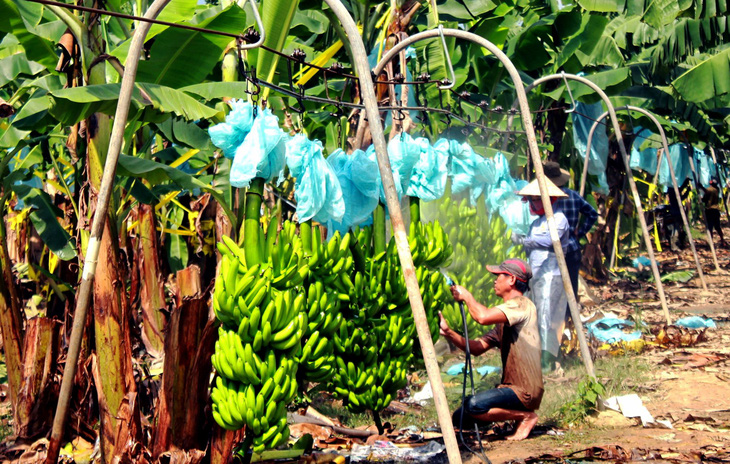 Nhân công thu hoạch chuối tại một vườn chuối ở Đồng Nai xuất khẩu ra nước ngoài - Ảnh: A LỘC