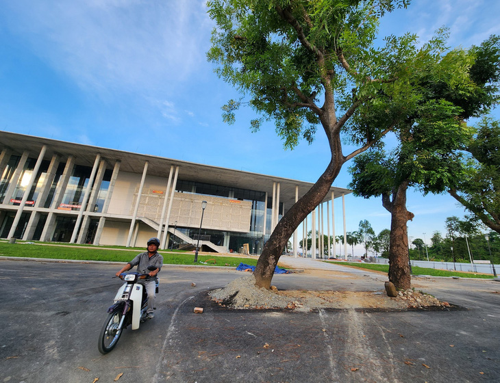 Hàng cây xà cừ to hơn một người ôm trước cổng Trung tâm Hội nghị triển lãm tỉnh Quảng Ngãi được trồng hơn 20 năm trước được giữ lại nguyên vẹn - Ảnh: TRẦN MAI