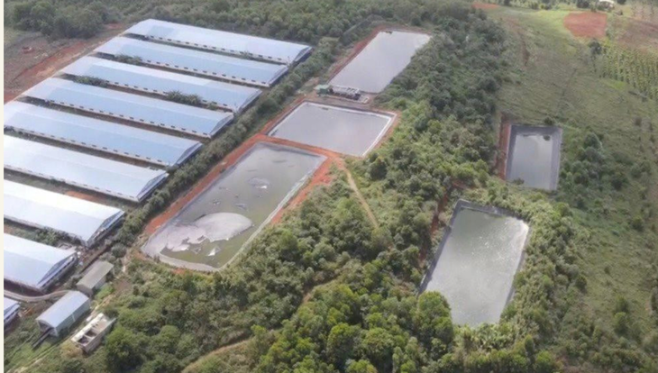 Trại nuôi heo gây ô nhiễm môi trường của Công ty Đức Tiến Lê bị xử phạt 2 lần gần 2 tỉ đồng - Ảnh: L.P.