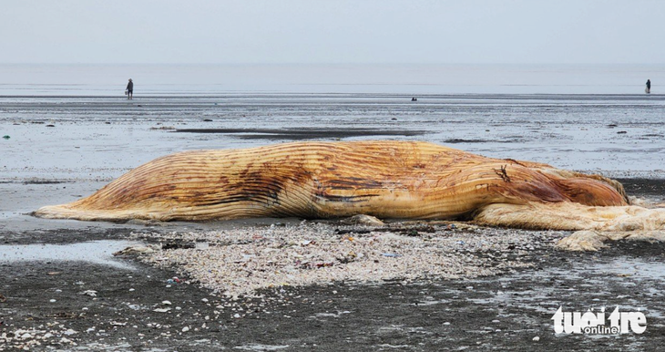 Xác con cá voi đã phân hủy dạt vào bờ biển Diễn Châu, Nghệ An sáng 11-5 - Ảnh: TÂM PHẠM