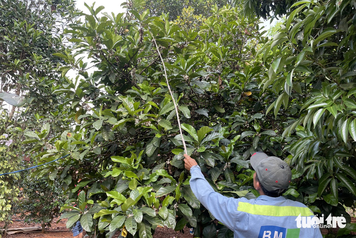 Người đàn ông dùng cành cây khều xác ve sầu trên cao - Ảnh: HOÀNG TÁO