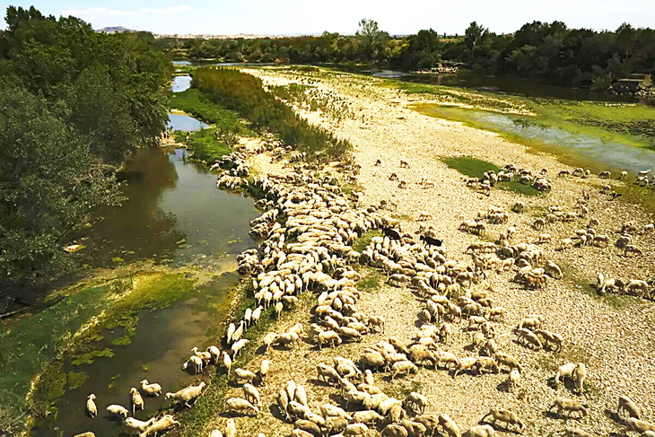 Đàn cừu uống nước trên dòng sông Ebro (Tây Ban Nha) gần cạn kiệt nước vào tháng 5-2023 - Ảnh: AP