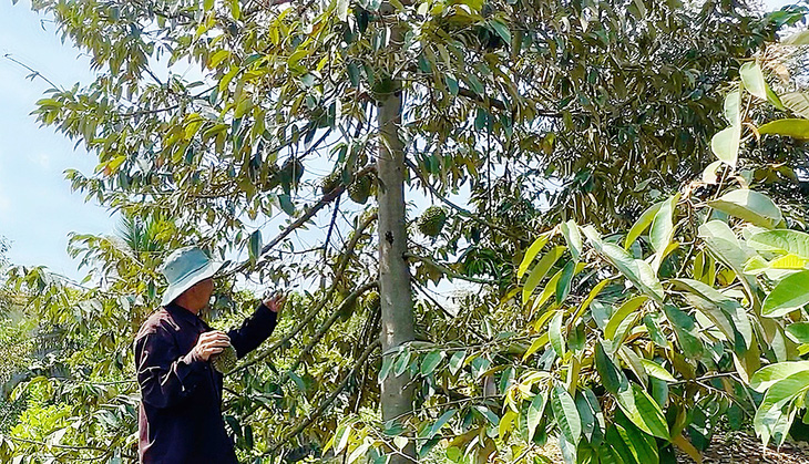 Vườn sầu riêng của ông Lê Văn Bòn (huyện Cao Lãnh, Đồng Tháp) héo, rụng trái  vì thiếu nước tưới - Ảnh: ĐẶNG TUYẾT
