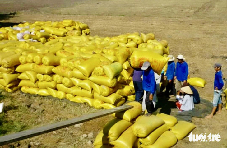 Nông dân xã Ba Sao, huyện Cao Lãnh đang thu hoạch lúa vụ hè thu bán cho thương lái - Ảnh: ĐẶNG TUYẾT