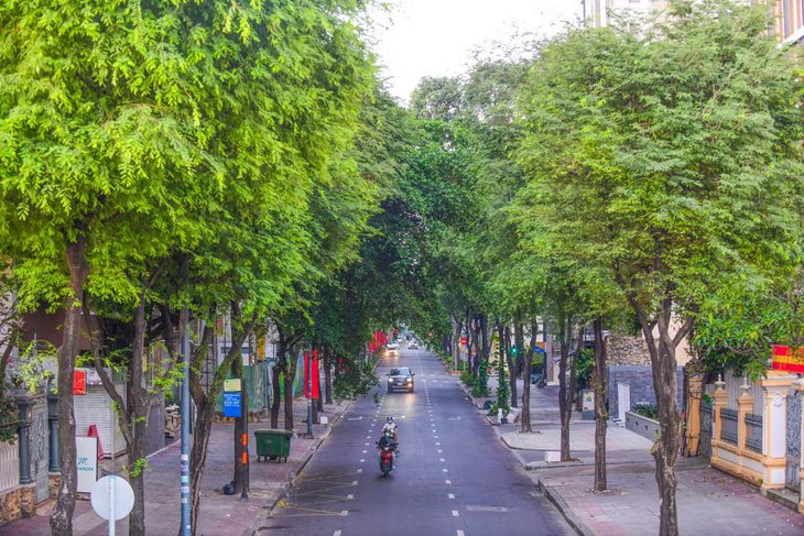 Ở đô thị, cây xanh gắn liền với các tuyến đường tạo ra mảng xanh để cân bằng cảnh quan với những khối gạch đá bê tông kính thép, điều hòa không khí. Trong ảnh: Cây xanh trên đường Lý Tự Trọng, quận 1 - Ảnh: QUANG ĐỊNH