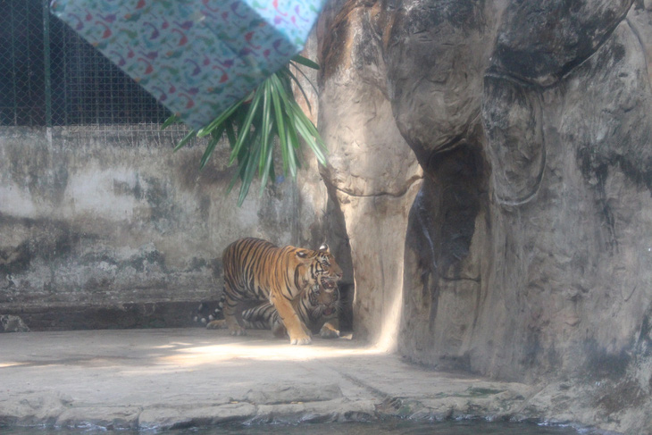 Thôi nôi 2 hổ Bengal Bình và Dương ở Thảo cầm viên Sài Gòn- Ảnh 6.