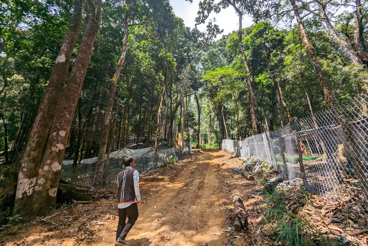 Lối vào vườn sâm Ngọc Linh của Thủ tướng Phạm Minh Chính tặng đồng bào nghèo huyện Tu Mơ Rông, Kon Tum - Ảnh: TẤN LỰC