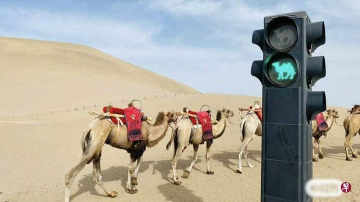 Lắp đèn giao thông cho lạc đà trong sa mạc- Ảnh 1.