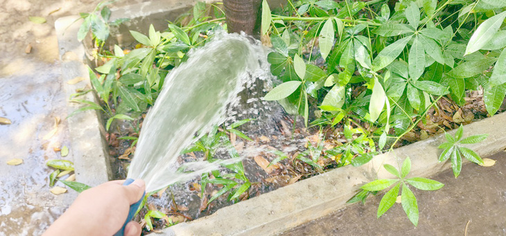 Làm bồn giữ nước và rải lớp lá mục ở gốc cây sẽ giảm được rất nhiều nước tưới lãng phí - Ảnh: MẠNH DŨNG