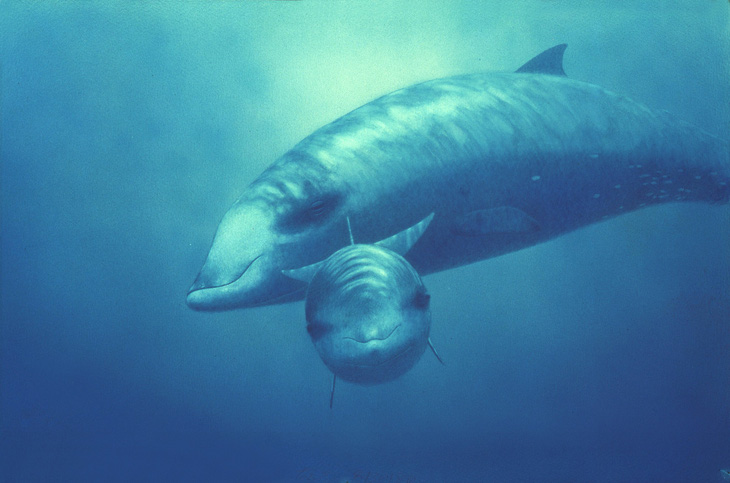 Cá voi mõm khoằm Cuvier lặn và giữ hơi thở trong thời gian đáng kinh ngạc là 3 giờ 42 phút - Ảnh: whaleopedia.org