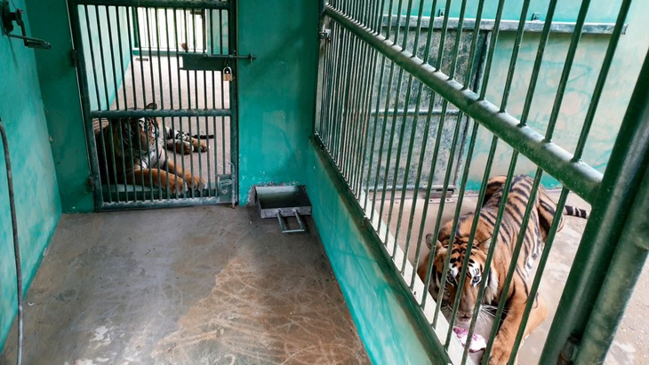 Hiện 7 con hổ đang được nuôi trong những chuồng riêng biệt, mỗi chuồng rộng 26 mét vuông - Ảnh: QUỐC NAM