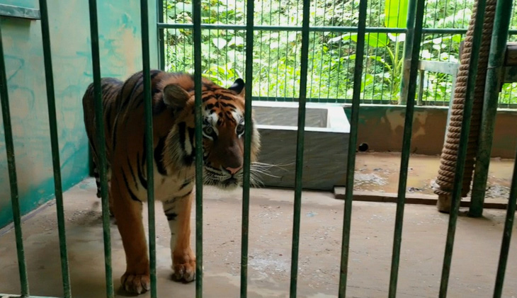 Sau hai năm nuôi dưỡng, hổ đã bắt đầu trưởng thành - Ảnh: QUỐC NAM