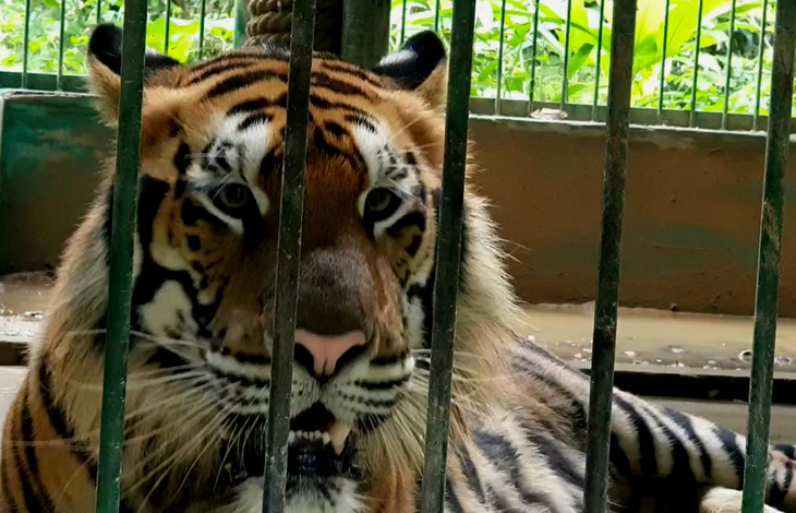Con hổ đực lớn nhất trong 7 con hổ đang được nuôi tại Trung tâm cứu hộ động vật hoang dã thuộc Vườn quốc gia Phong Nha - Kẻ Bàng - Ảnh: QUỐC NAM