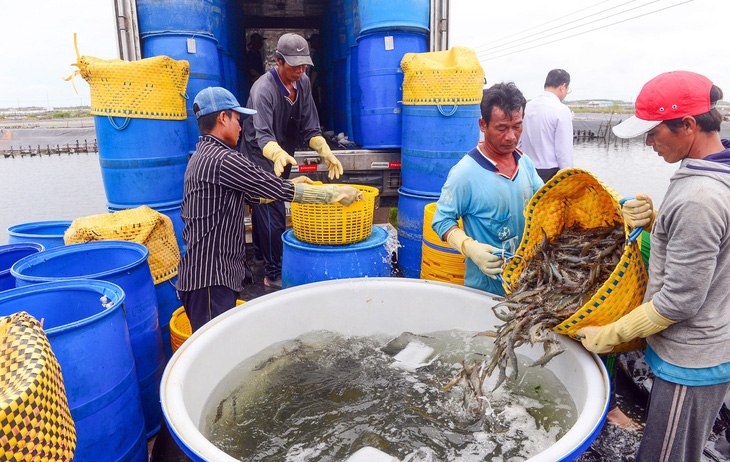Sản xuất tôm của Việt Nam là ngành đang bị điều tra chống trợ cấp của Mỹ - Ảnh: QUANG ĐỊNH