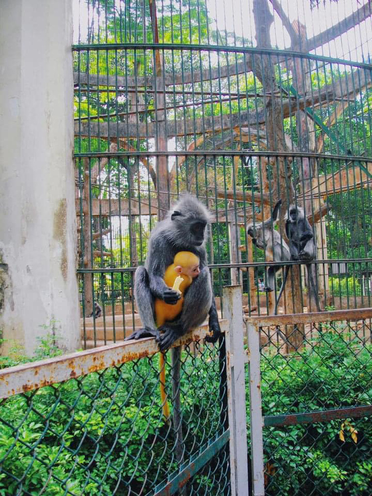 Hình ảnh voọc con lông vàng đã dấy lên hoài nghi về "sự trong sạch" của khỉ mẹ.