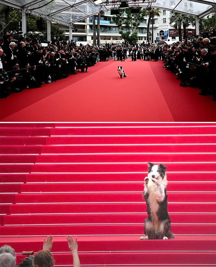 Đây là lần thứ 2 Messi xuất hiện trên thảm đỏ Cannes. Chú chó này nhận được nhiều sự quan tâm như 1 vị khách VIP đích thực