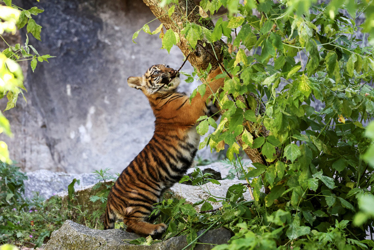 Một con hổ Sumatra mới sinh vào tháng 2 năm nay, đang chơi đùa tại Sở thú Tierpark ở Berlin, Đức, ngày 14-5, Hổ Sumatra được đặt tên theo quê hương của chúng ở Indonesia, là loài cực kỳ nguy cấp khi chỉ còn khoảng 400 cá thể trong tự nhiên - Ảnh: REUTERS