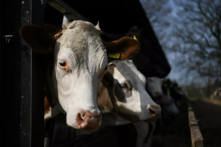 Luật cấm xuất khẩu gia súc và các vật nuôi khác nhằm mục đích giết mổ - Ảnh: afp.com