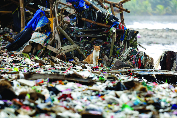 Một con mèo ngồi giữa bãi rác, hầu hết là rác nhựa và rác thải sinh hoạt, do thủy triều cuốn vào bờ, trên bãi biển ở làng chài Teluk, ở huyện Pandeglang, tỉnh Banten, Indonesia, ngày 15-3-2024.  Ảnh: REUTERS