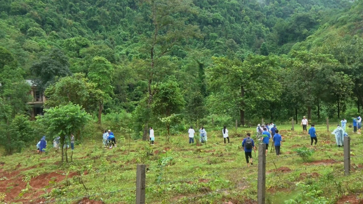 Hơn 50 bạn trẻ cùng tham gia trồng cây với ước mơ phủ xanh rừng tự nhiên - Ảnh: H.P