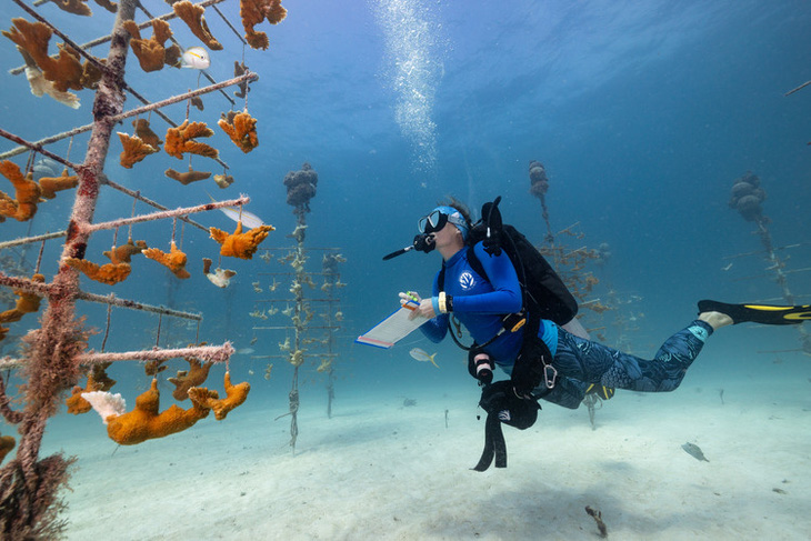 San hô cho tương lai. Đợt nắng nóng cực độ trên biển vào mùa hè năm ngoái đã gây hiện tượng tẩy trắng san hô hàng loạt ở Florida Keys, Mỹ. Khu vực rạn san hô này đã suy giảm 90% do dịch bệnh và các đợt nắng nóng trong quá khứ. Roxane Boonstra (ảnh) là một trong những chuyên gia tại vườn ươm Tavernier của Tổ chức Phục hồi san hô quyết tâm giúp san hô hồi phục - Ảnh: Jennifer Adler