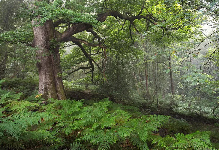 Cây sồi cuối cùng. Cây sồi Anh này được cho là một trong những cây sồi cuối cùng được trồng ở rừng Dean, Anh quốc vào những năm 1700 để đóng tàu. Một nghiên cứu gần đây cho thấy giữa các khu rừng nguyên sinh của châu Âu, cây sồi Anh là loài duy nhất có khả năng thích ứng tốt với biến đổi khí hậu trong thế kỷ này - Ảnh: Mark Adams