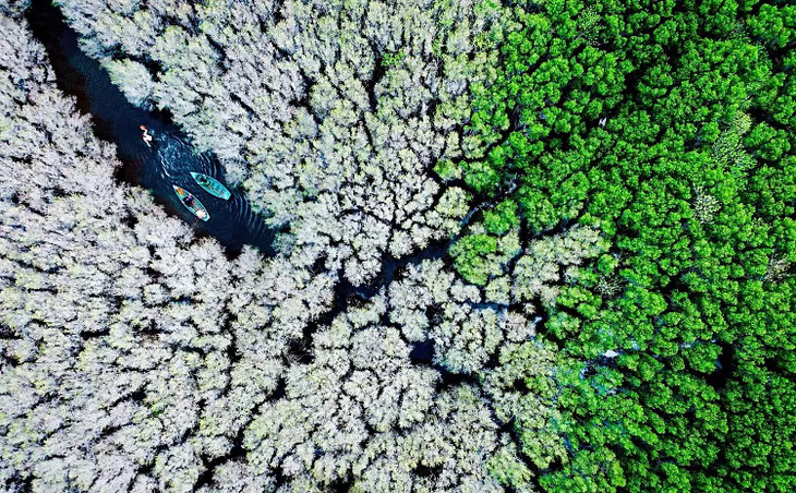 Rừng ngập mặn Bàu Cá Cái. Những khu rừng ngập mặn như thế này ở tỉnh ven biển Quảng Ngãi của Việt Nam là lá chắn quan trọng chống lại bão. Thật không may, cây cối đã bị cạn kiệt do biến đổi khí hậu, dân số tăng và việc sử dụng nước để nuôi cá ngày càng tăng - Ảnh: Alex Cao