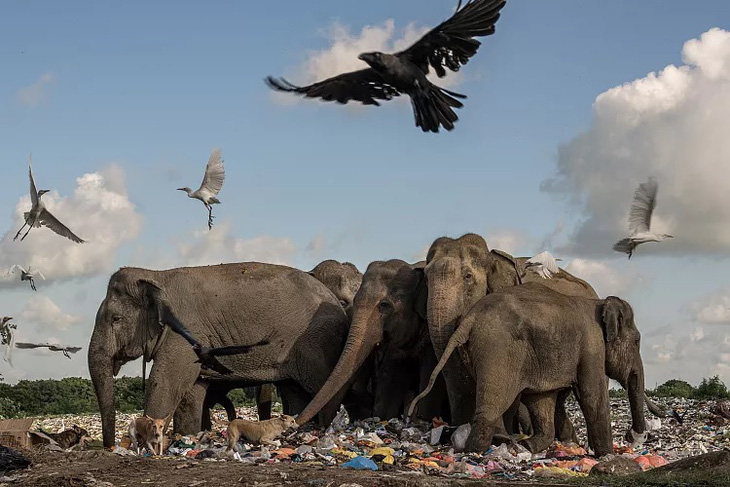 Thảm họa của con người. Bức ảnh này phơi bày một thực tế đau buồn ở Ampara, Sri Lanka, nơi những con voi bị buộc phải ăn rác do thiếu quản lý chất thải hiệu quả. Chất thải tích tụ gần rừng thu hút voi và các động vật khác rời khỏi môi trường sống tự nhiên của chúng, và bữa ăn bằng nhựa khiến cuộc sống của chúng gặp nguy hiểm - Ảnh: Damith Osuranga Danthanarayana