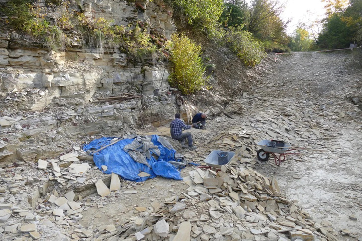 Khu vực khai quật hóa thạch sao biển giòn tại Đức - Ảnh: Gunter Schweigert
