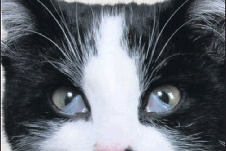 Mí mắt thứ ba ở một chú mèo - Ảnh: Independent.ie