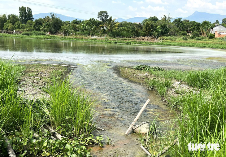 Trại nuôi heo xả nước thải hôi thối ra danh thắng quốc gia hồ Lắk- Ảnh 3.