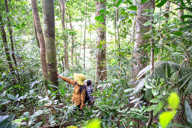 Nhiều cánh rừng ở vùng cao tỉnh Quảng Trị còn giữ được cây to, giá trị nhờ vào các luật tục và chung tay của cộng đồng