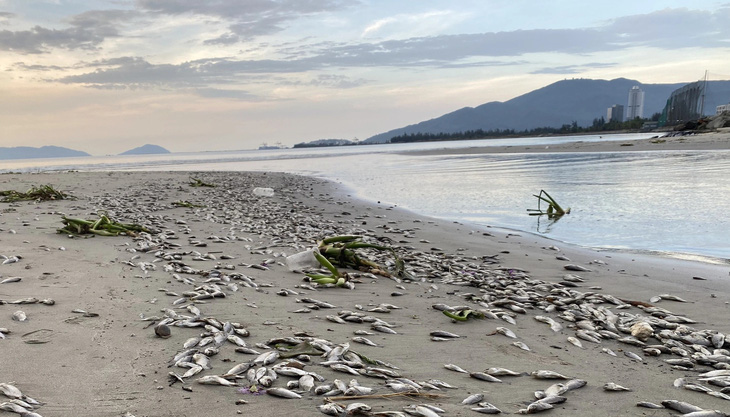 Cá rô phi chết trên bờ biển Nguyễn Tất Thành đoạn gần cửa xả nước thải đường Lê Độ - Ảnh: T.TÂY