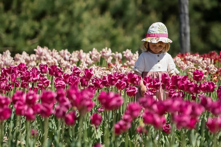 Một cô bé đi giữa những bông hoa tulip đang nở rộ trong công viên ở ngoại ô Kiev, Ukraine, ngày 1-5, giữa lúc Nga tấn công Ukraine - Ảnh: REUTERS