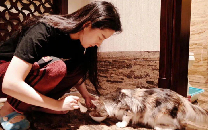 Nhiều mèo hoang được đưa về nhà của Lưu Diệc Phi để chăm sóc, chữa trị - Ảnh: Weibo
