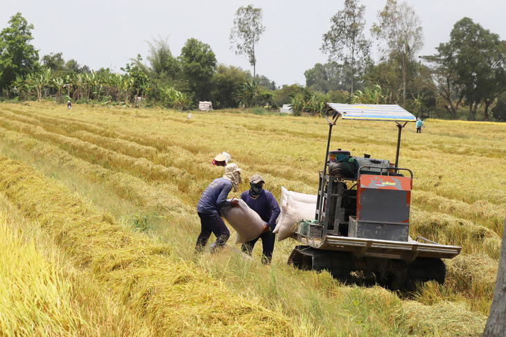 Nông dân thường bị các thương lái chưa tốt ép trong vấn đề bán lúa - Ảnh: CHÍ QUỐC