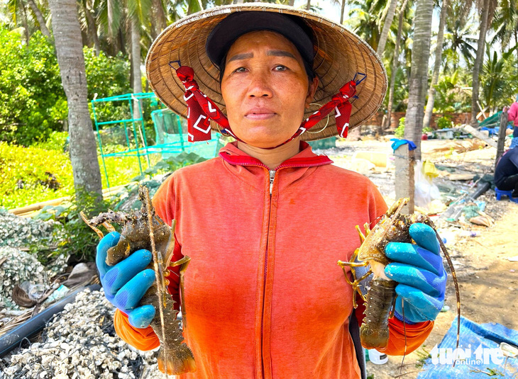 Bà Nguyễn Thị Thương (ngụ xã Xuân Thịnh, thị xã Sông Cầu, tỉnh Phú Yên) bỗng chốc trắng tay vì hàng ngàn con tôm hùm của gia đình bà đột nhiên bị chết hàng loạt - Ảnh: NGUYỄN HOÀNG