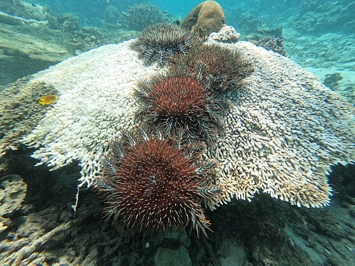 Sao biển gai đang ăn san hô ở biển Côn Đảo - Ảnh: HẢI LUẬN